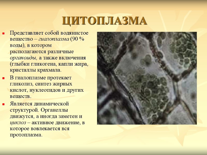 Представляет собой водянистое вещество – гиалоплазма (90 % воды), в котором располагаются различные органоиды,